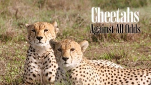 Cheetah: Against All Odds on Animal Planet English - past program