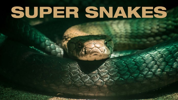 Super snakes on JioTV
