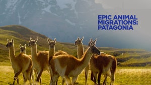 Epic Animal Migrations Patagonia on Animal Planet Hindi