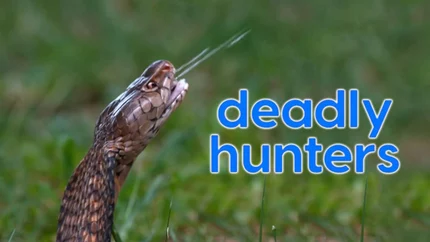 Deadly Hunter on Animal Planet English