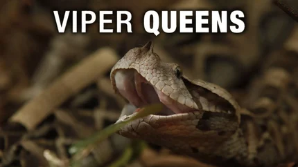 Viper Queens on Animal Planet English