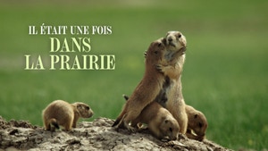 The wild West: a prairie dog's life on Animal Planet Telugu - past program