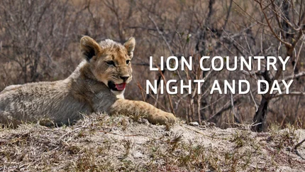 Lion Country: Night & Day on Animal Planet English
