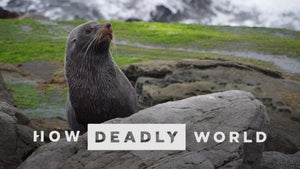 How Deadly: World Episode 1 on ABC Australia - past program