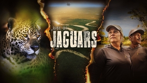 Rise Of Jaguars on Animal Planet HD English - past program