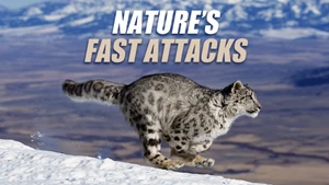 Nature's Fast Attacks on Animal Planet HD English - past program