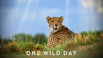One Wild Day on Animal Planet English
