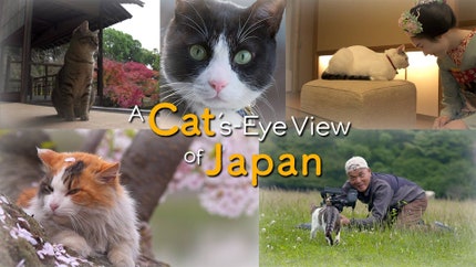 A Cat's-Eye View of Japan on NHK World Japan