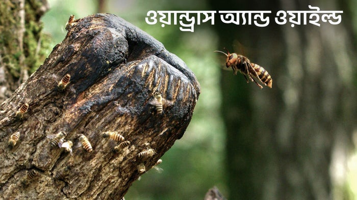 Wondrous & Wild on JioTV