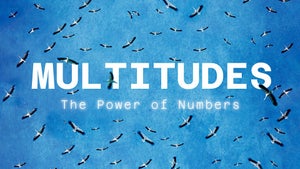 Multitudes: The Power of Numbers on Animal Planet English - past program