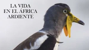 Hot Life Africa on Animal Planet English - past program