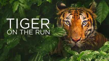 Tiger On The Run on Animal Planet English