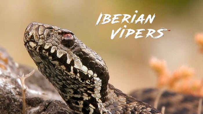 Iberian Vipers on JioTV