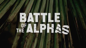 Battle Of The Alphas on Animal Planet Hindi