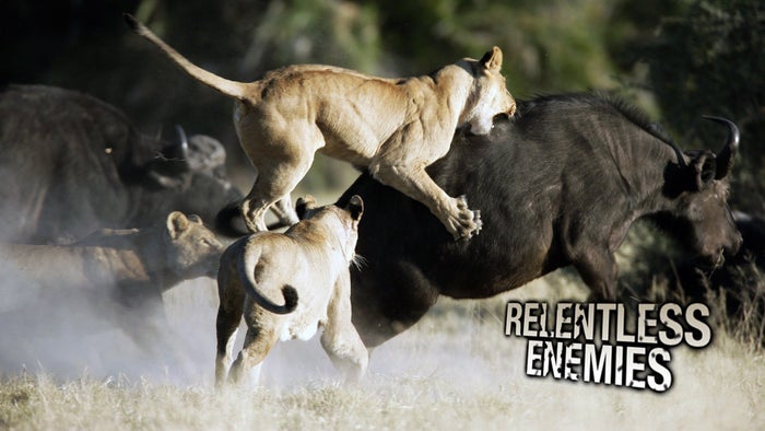 Relentless Enemies on JioTV
