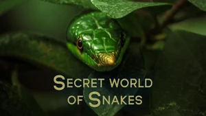 The Secret World of Snakes on Animal Planet Hindi - past program