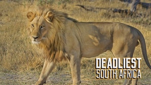 Deadliest Snakes of South Africa on Animal Planet HD English - past program