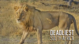 Deadliest Snakes of South Africa on Animal Planet HD English - past program