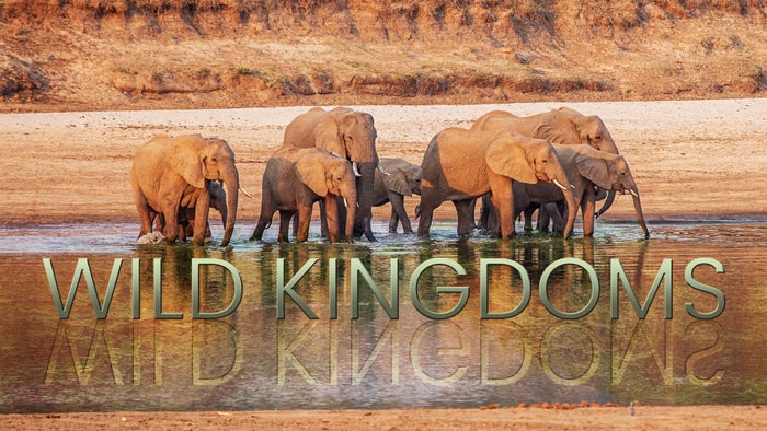 Wild Kingdoms Episode No.1 on JioTV