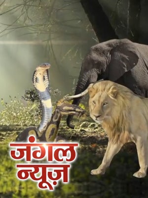 Jungle News on News Nation - past program