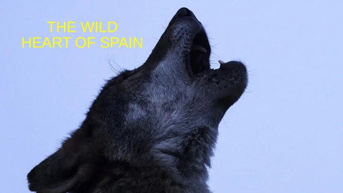 The Wild Heart of Spain on JioTV
