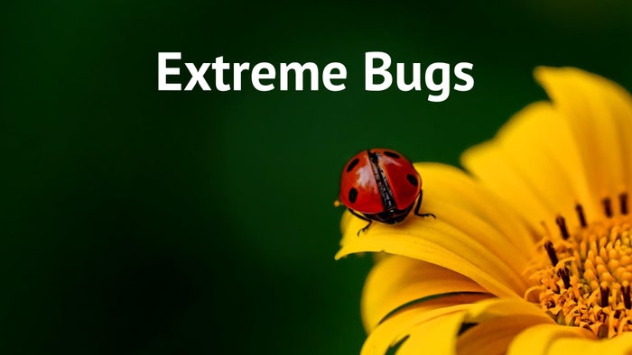 Extreme Bugs Episode No.2 on JioTV