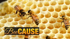 Bee Cause Episode 4 on ABC Australia - past program