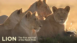 Lion: The Rise And Fall Of The Marsh Pride on Animal Planet Hindi