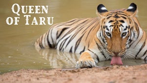 Tiger Queen of Taru on Nat Geo Wild HD - past program