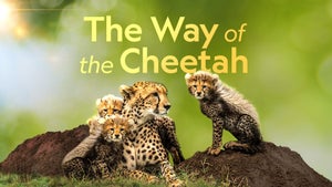 The Way of the Cheetah on Nat Geo Wild HD - past program