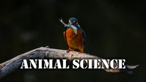 Animal Science on INWILD - future program