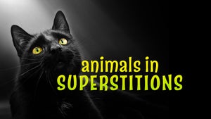 Animals in Superstition on INWILD - past program