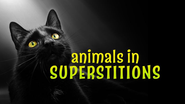 Animals in Superstition on JioTV