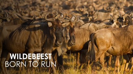 Wildebeest: Born to Run on Animal Planet HD Tamil