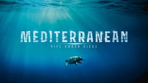Mediterranean: Life Under Siege Episode 5 on Animal Planet Hindi - past program