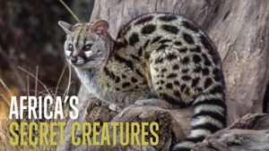 Africas Secret Creatures on Animal Planet HD Hindi - live program