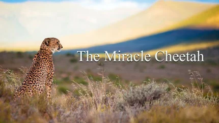 Sibella - The Miracle Cheetah on Animal Planet English