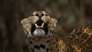 Leopard Dynasty: The Rise of Rana on Animal Planet Telugu - past program