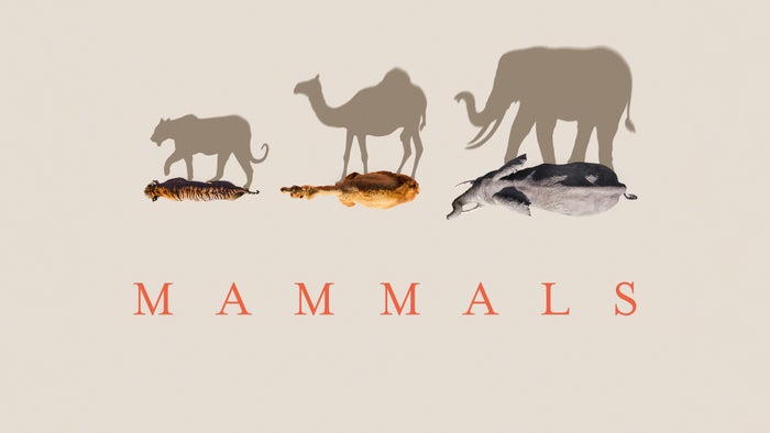 Mammals Episode No.11 on JioTV