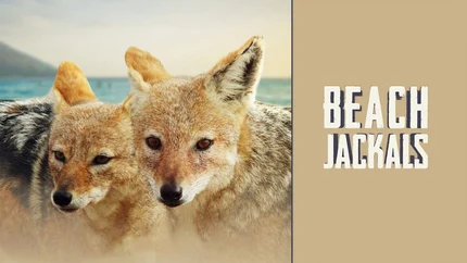 Beach Jackals on Animal Planet English