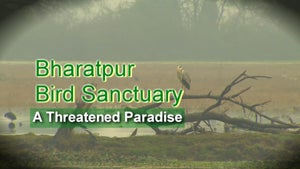 Bharatpur Bird Sanctuary : A Threatened Paradise on DD Gyandarshan - past program