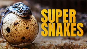 Super Snakes on Animal Planet English - past program