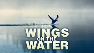Wings on the Water on Animal Planet HD Hindi - past program