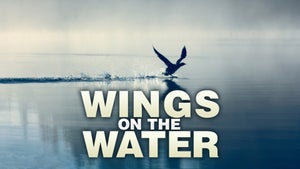 Wings on the Water on Animal Planet HD Hindi - past program
