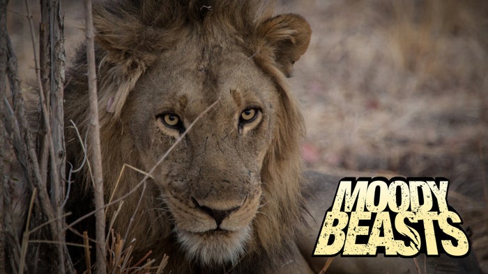 Moody Beasts Episode No.2 on JioTV