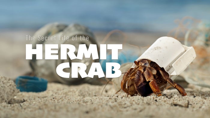 The Secret Life Of The Hermit Crab on JioTV