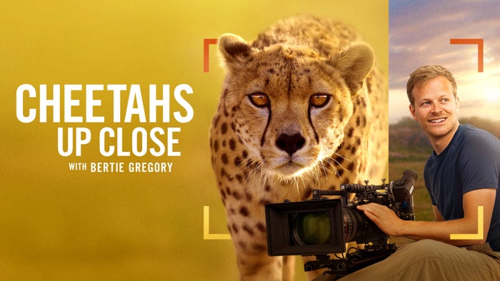 Cheetahs Up Close with Bertie Gregory on JioTV