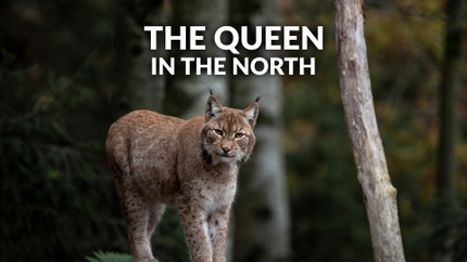 The Queen In The North on Animal Planet HD Tamil
