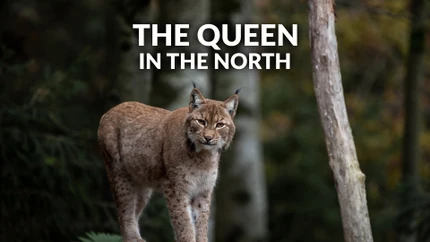 The Queen In The North on Animal Planet HD World