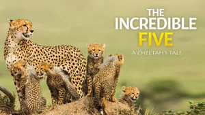 The Incredible Five - A Cheetah's Tale on Animal Planet Hindi